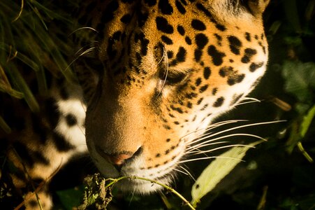 Leopard panther predator photo