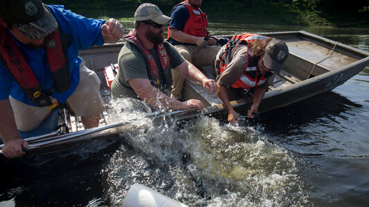 Alligator gar-2 photo