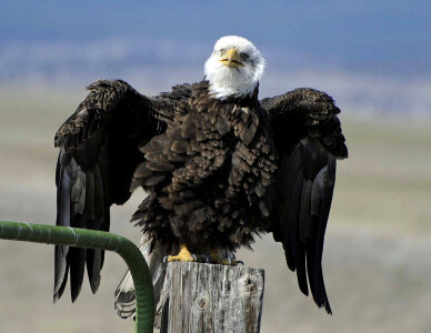 Bald Eagle-2 photo