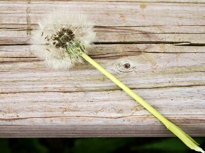 Dandelion flower piantelegno