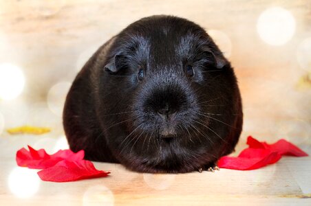 Rodent pet small animal