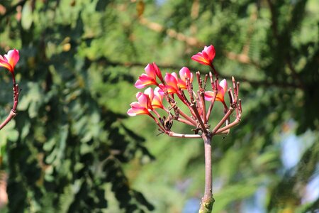 Bloom blooming blossom photo