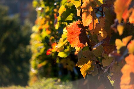 Red vine leaves vines photo