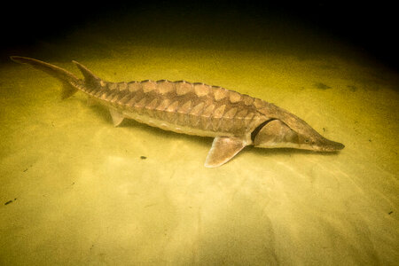 Gulf sturgeon-1