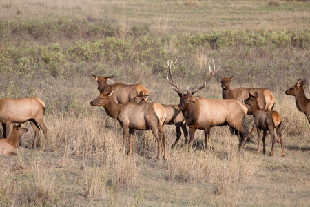 Bull Elk with family group-2 photo