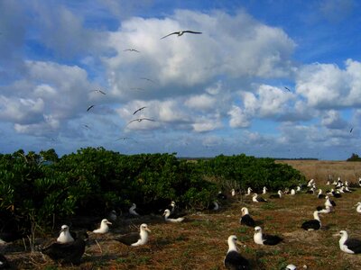 Albatross atoll domestic