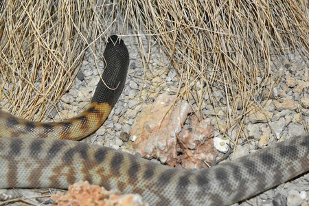 Animal cobra rattlesnake photo