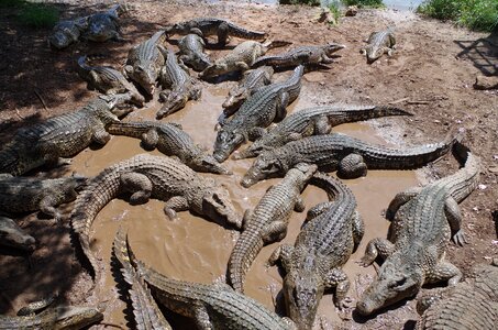 Cuba crocodile farm crocodiles