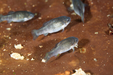 Captive Devils Hole pupfish-5