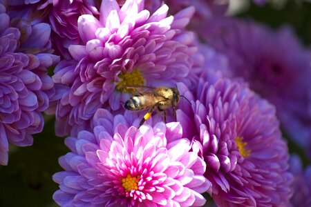 Beautiful Photo bee fauna photo