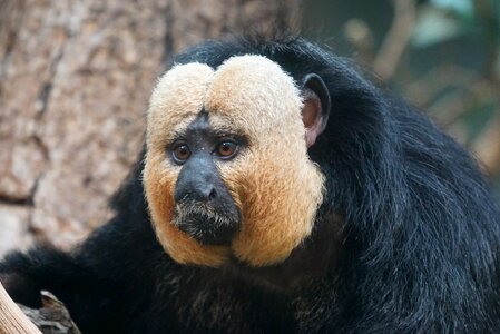 Male rainforest monkey