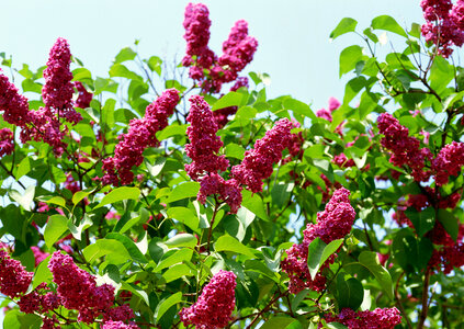 Bunch of lilac flowers photo