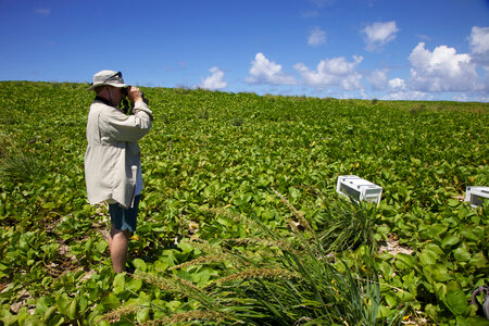 Nihoa Millerbird Translocation-8