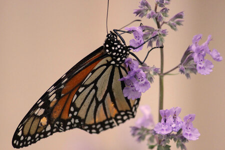 Monarch butterfly-3 photo