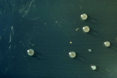 Bacteria growth model