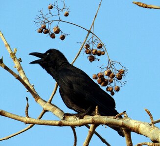Jungle crow crow eyelid shut photo