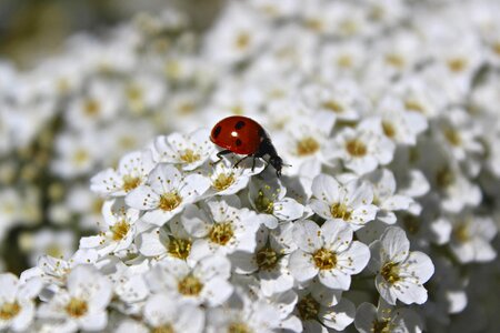 White ladybug insect