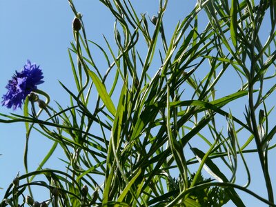 Blue true leaves lancet shaped photo