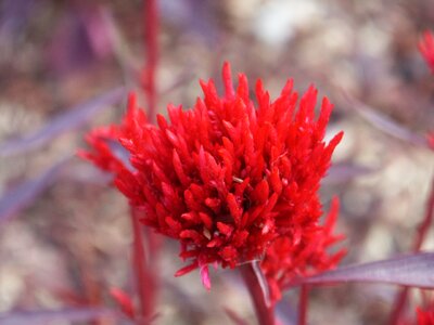 Blossom macro plant