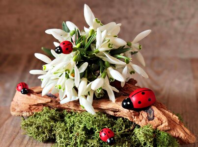 Animal arthropod beautiful flowers
