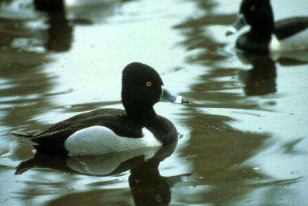 Ring-necked Duck-3 photo