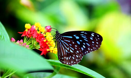 Animal arthropod beautiful flowers