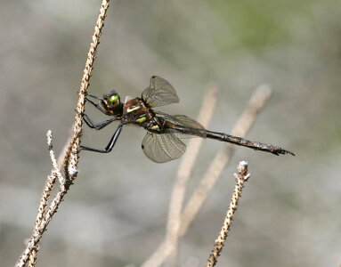Hine's Emerald dragonfly