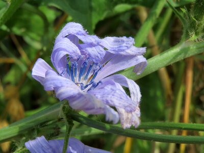 Plant wildflower botany