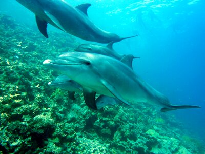 Animal coral dolphin photo