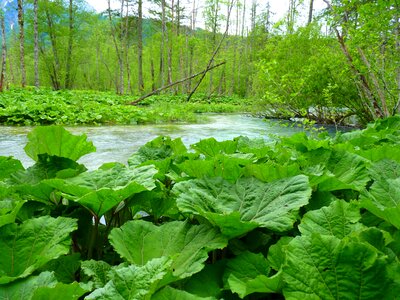 Large nature water