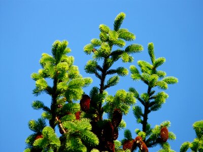 Conifer common spruce picea abies photo