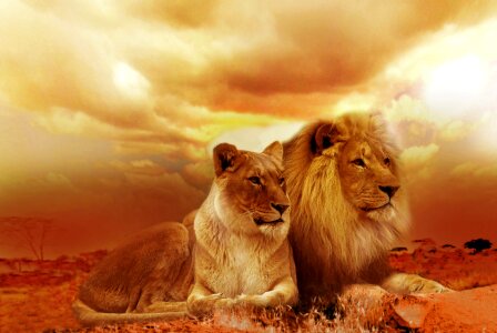 Landscape steppe sunset