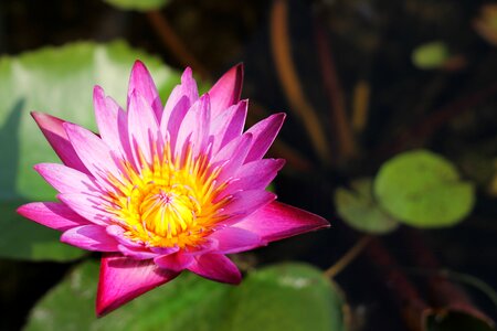 Background beautiful bloom