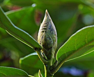 Bud flora garden