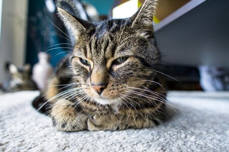 Animal cat claw