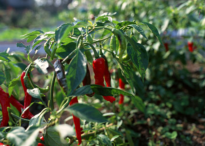 Fresh red chillies growing in the vegetable garden photo