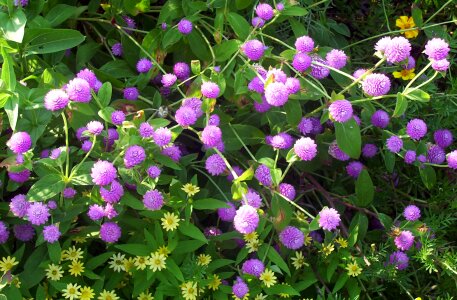 Violet globe amaranth bachelor button photo