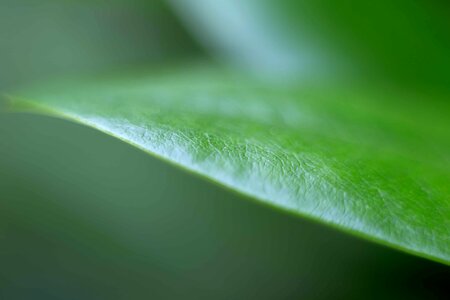 Ecology environment flora
