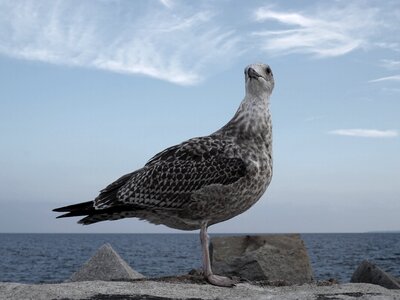 Coastal seagull herring photo