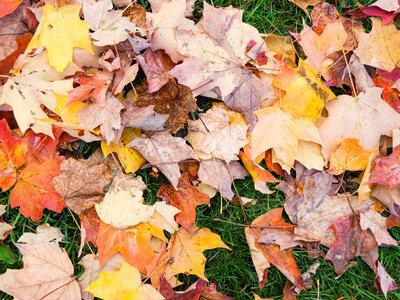 Colorful Fall Leaves photo