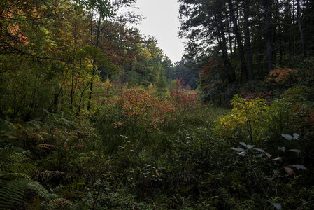 Foliage starting to turn colors photo