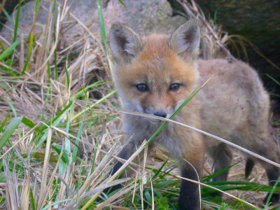 Baby Red Fox photo