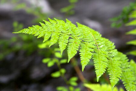 Dark Green ferns flora photo