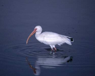 Bird white 