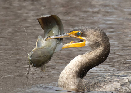 Double-crested cormorant-1 photo