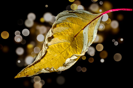 Crumbled Yellow Leaf photo