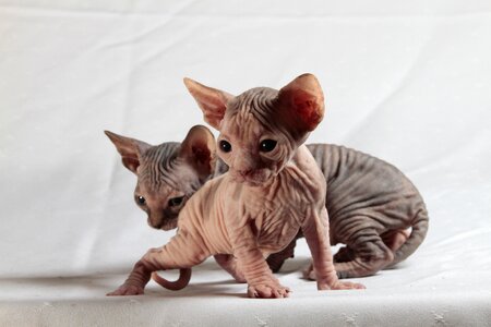 Cats sphinx kittens