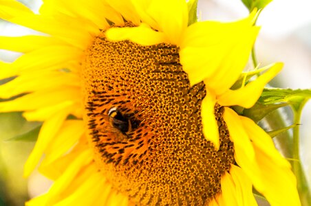Agriculture environment yellow