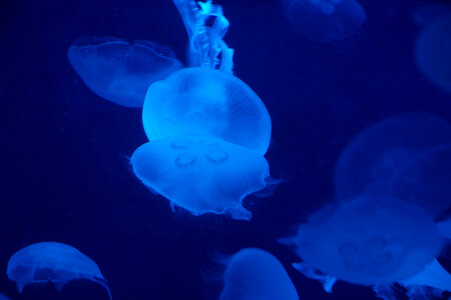 3 Jellyfish