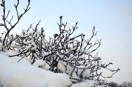 Snow bush frost photo